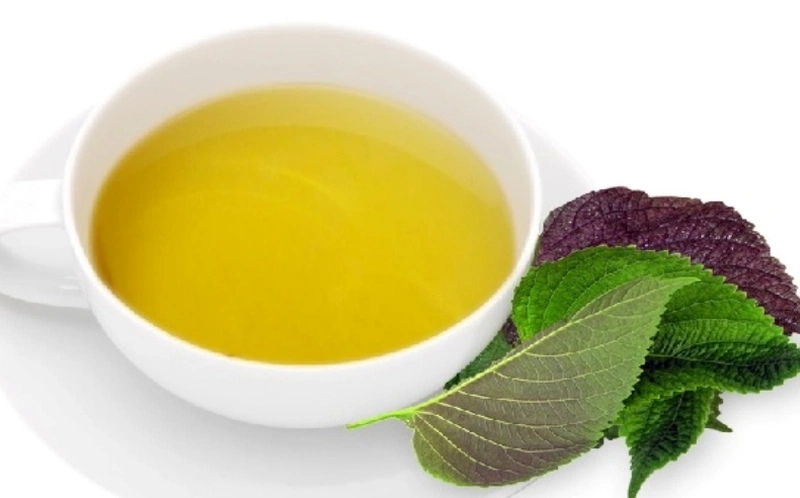 Trá Tía Tô Có Tác Dụng Gì Trong Điều Trị Bệnh Và Chăm Sóc Sắc Đẹp?