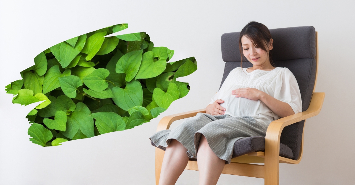 TRÀ DIẾP CÁ – BÀ BẦU UỐNG ĐƯỢC KHÔNG? CHUYÊN GIA GIẢI ĐÁP