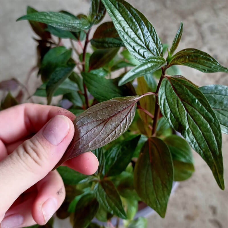 Cây Dòi tím, trái từ Cây Dòi tím – Giấc Ngủ An Lành Từ Thiên Nhiên